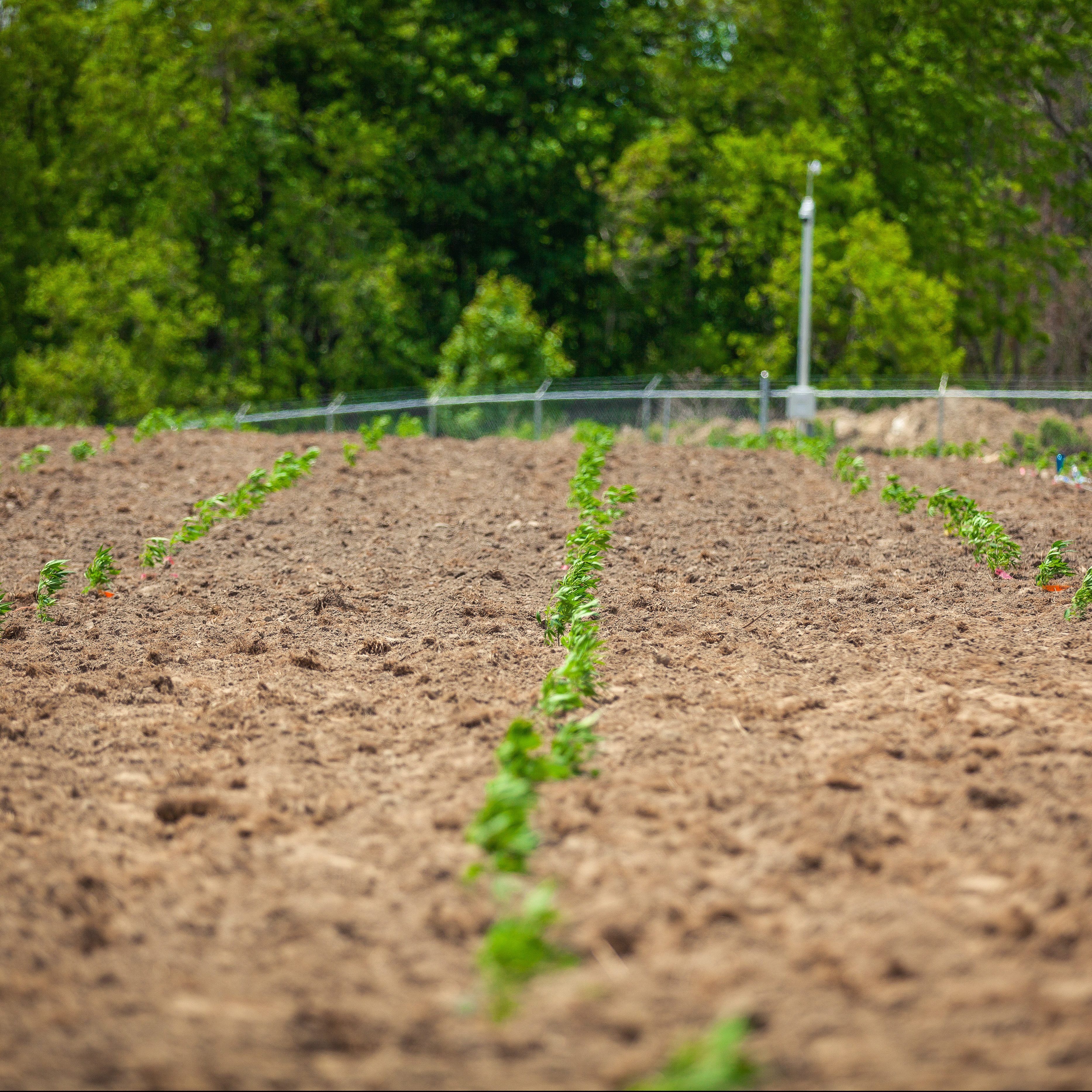 PHOTOS: Aleafia Health Completes Planting of Canada’s First Legal Outdoor Cannabis Crop