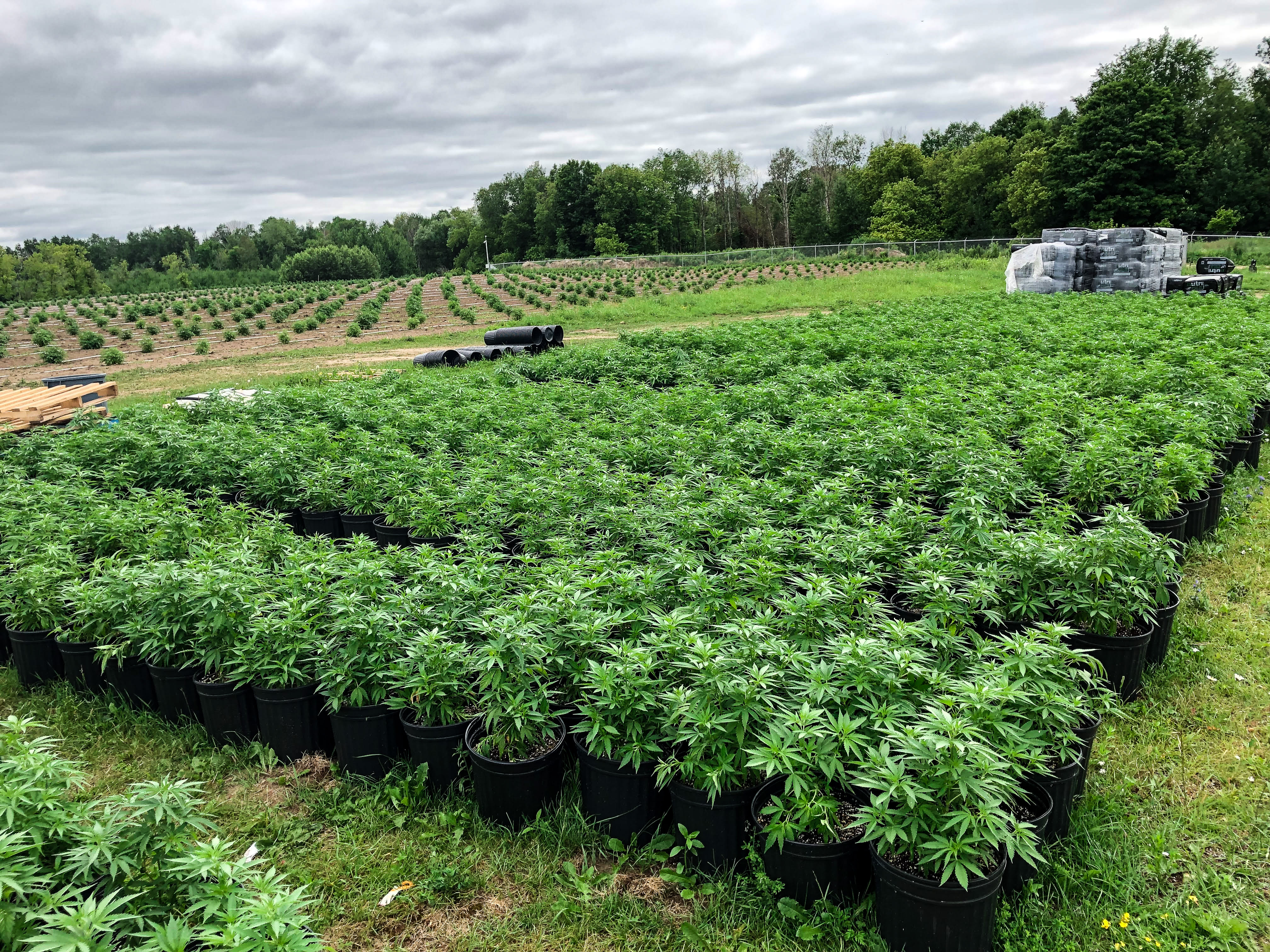 Aleafia Health Secures Health Canada Licence Amendment for Entire 1.1M sq. ft. Port Perry Outdoor Cultivation Facility