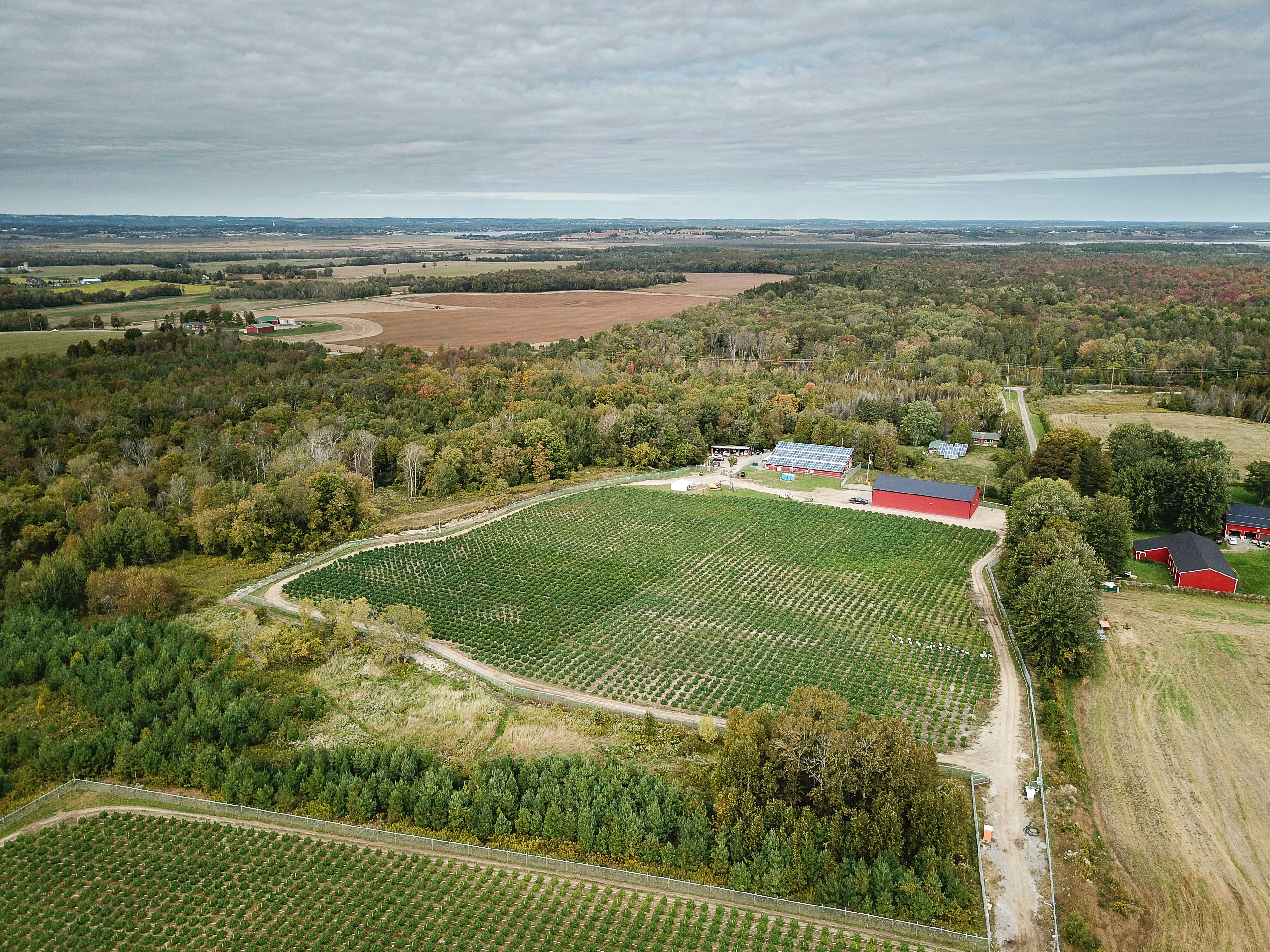 Aleafia Health Completes $7.1M Cannabis Sale Agreement